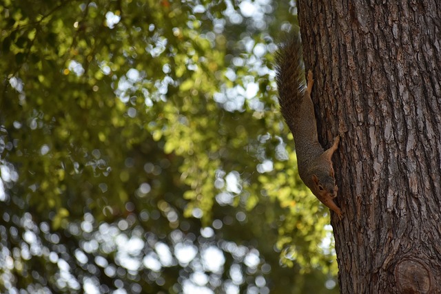 术特点高度 术特点高度