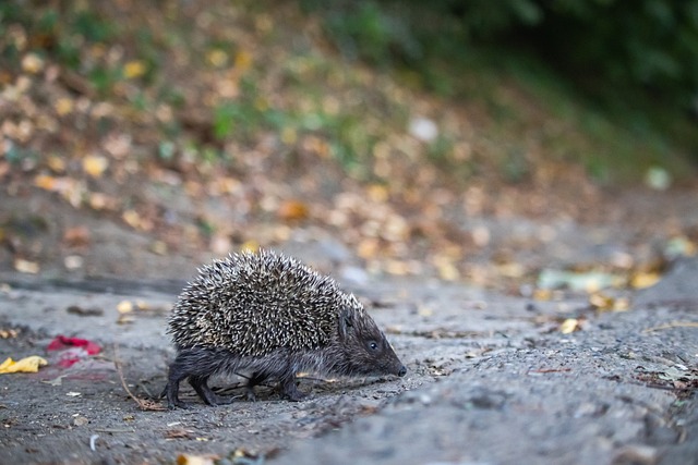 智利街头足 智利街头足