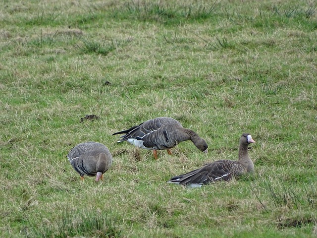 为世界呈现 为世界呈现